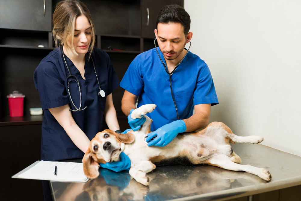 A dog being examined by two practicing vets at a veterinary clinic in New Zealand