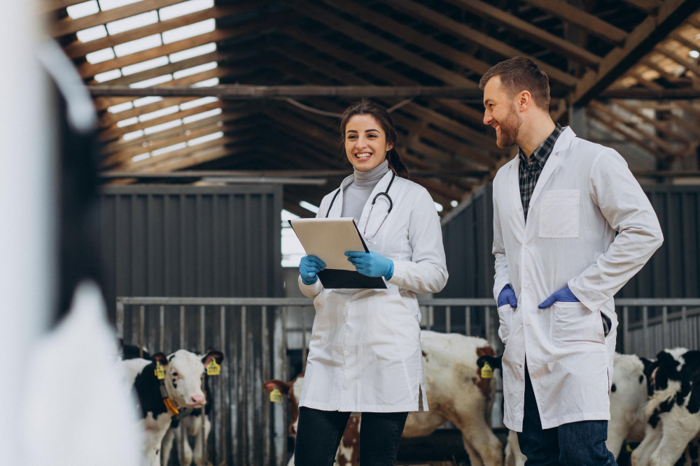 Two veterinarians in white coats with a stethoscope and tablet inspecting dairy cows in a barn
